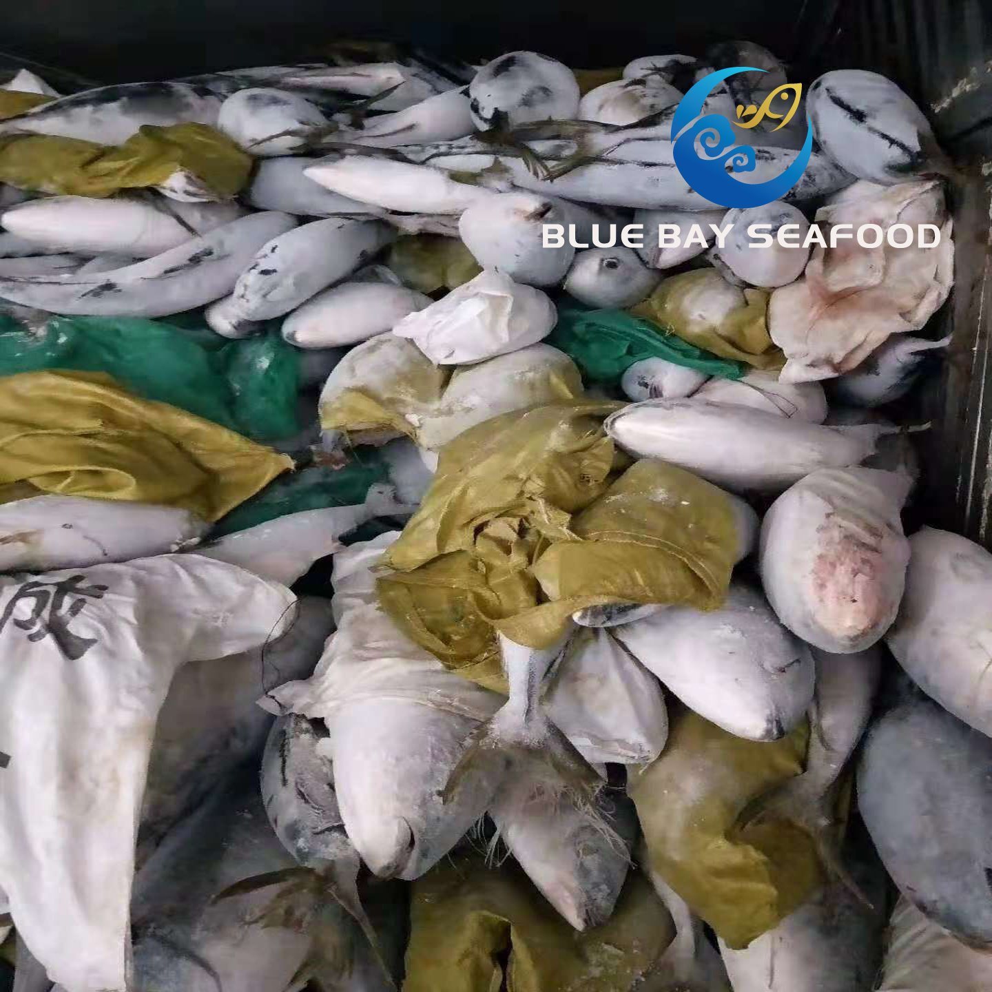 Supply Size 7-10 Kg IQF Frozen Yellow Tail Seriola Quinqueradiata/Seriola Lalandi