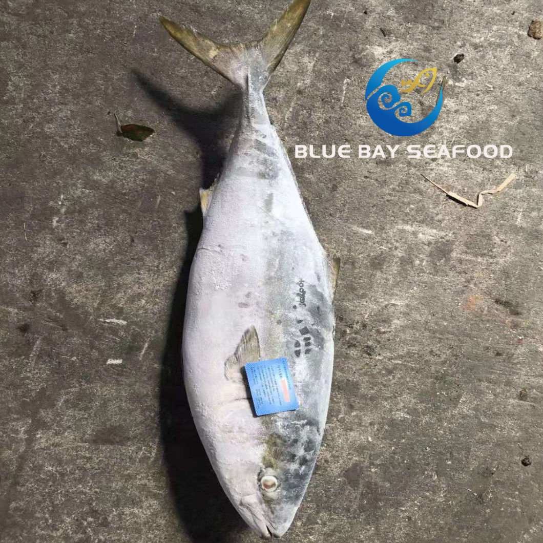 Frozen Yellow Tail Seriola Quinqueradiata/Seriola Lalandi Fish Importers in Africa Fish