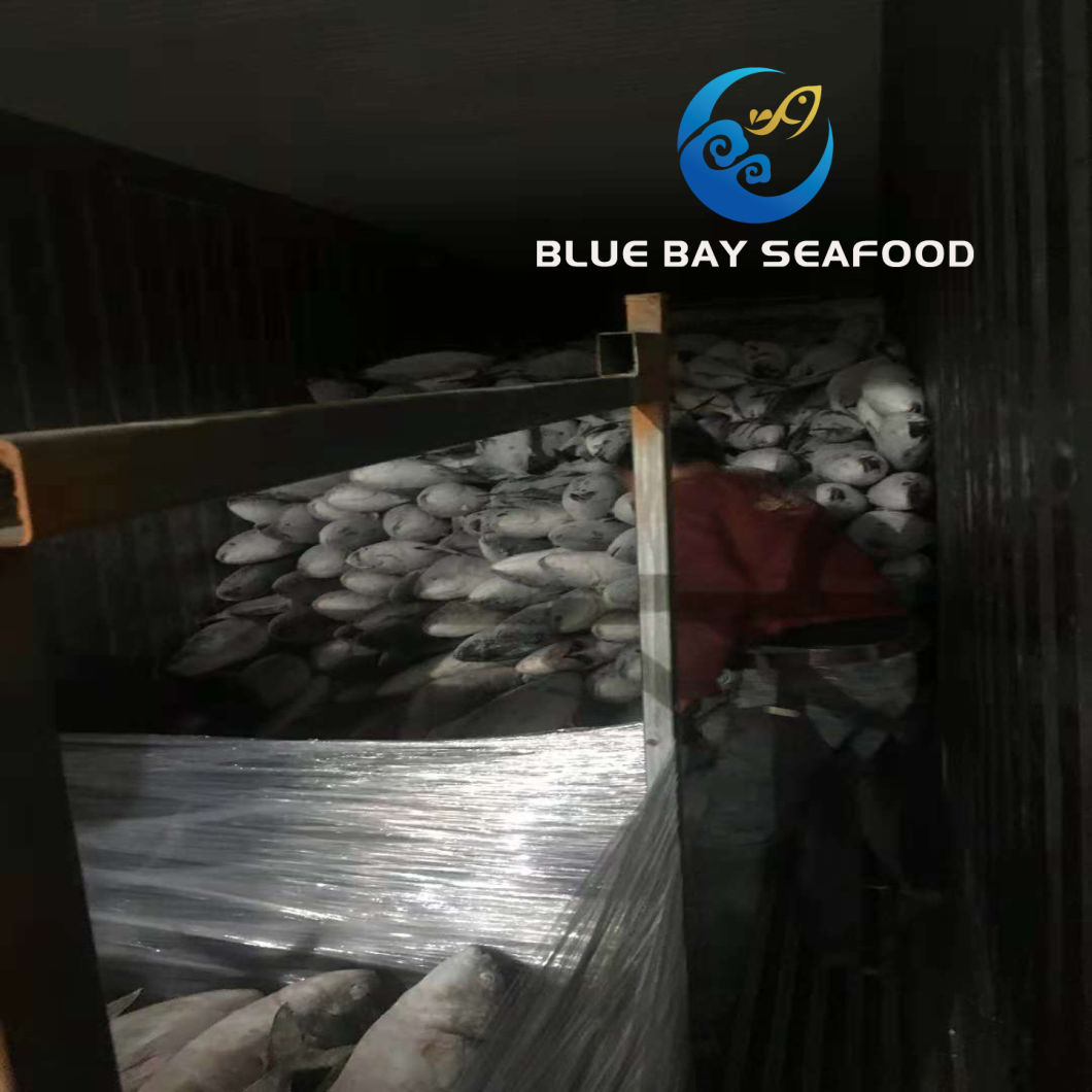 Frozen Yellow Tail Seriola Quinqueradiata/Seriola Lalandi Fish Importers in Africa Fish