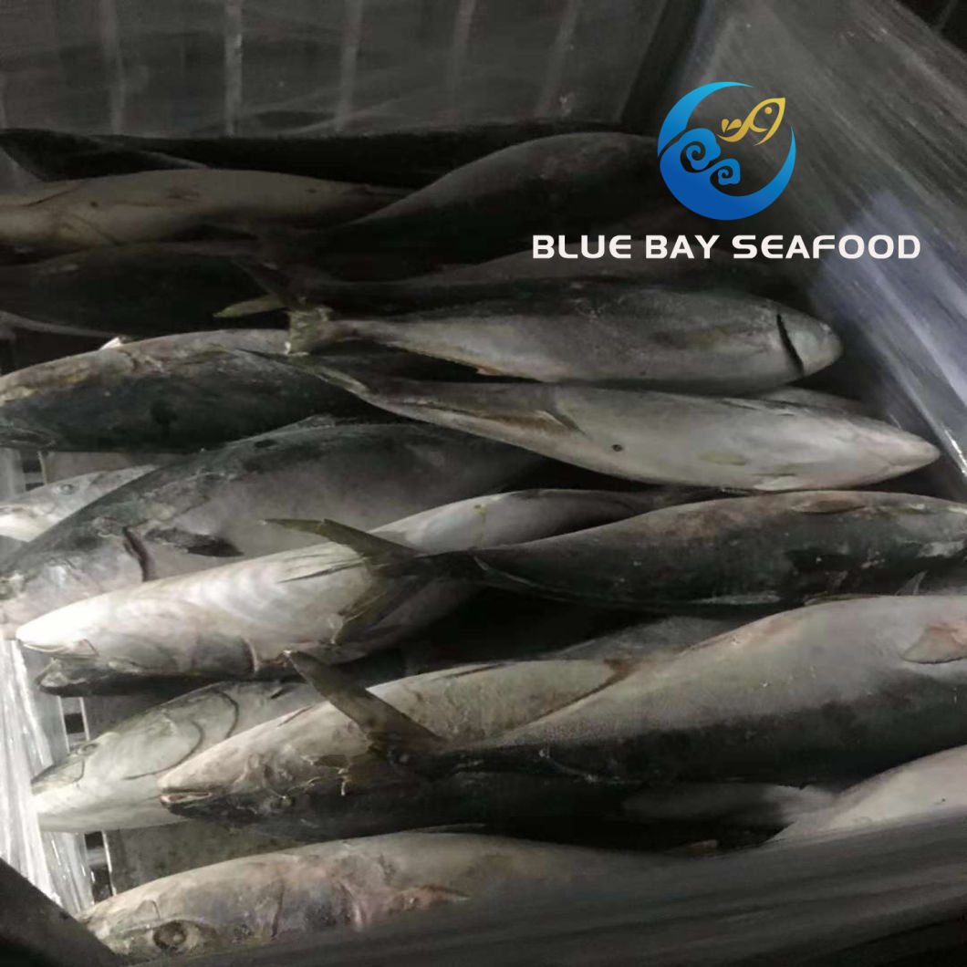Frozen Yellow Tail Seriola Quinqueradiata/Seriola Lalandi Fish Importers in Africa Fish