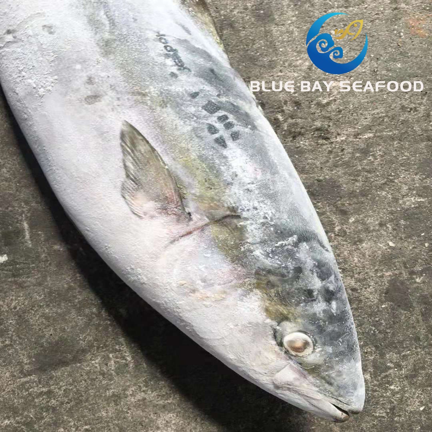 Frozen Yellow Tail Seriola Quinqueradiata/Seriola Lalandi Fish Importers in Africa Fish