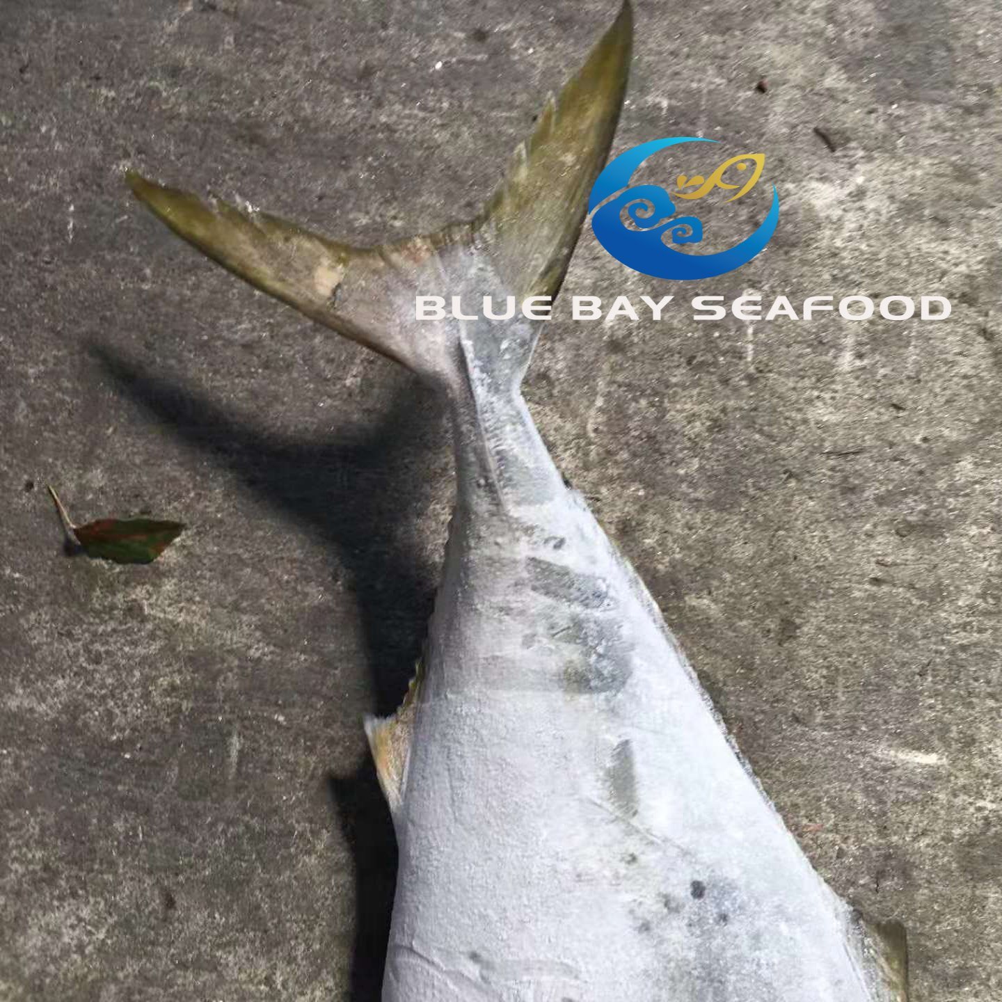 Frozen Yellow Tail Seriola Quinqueradiata/Seriola Lalandi Fish Importers in Africa Fish