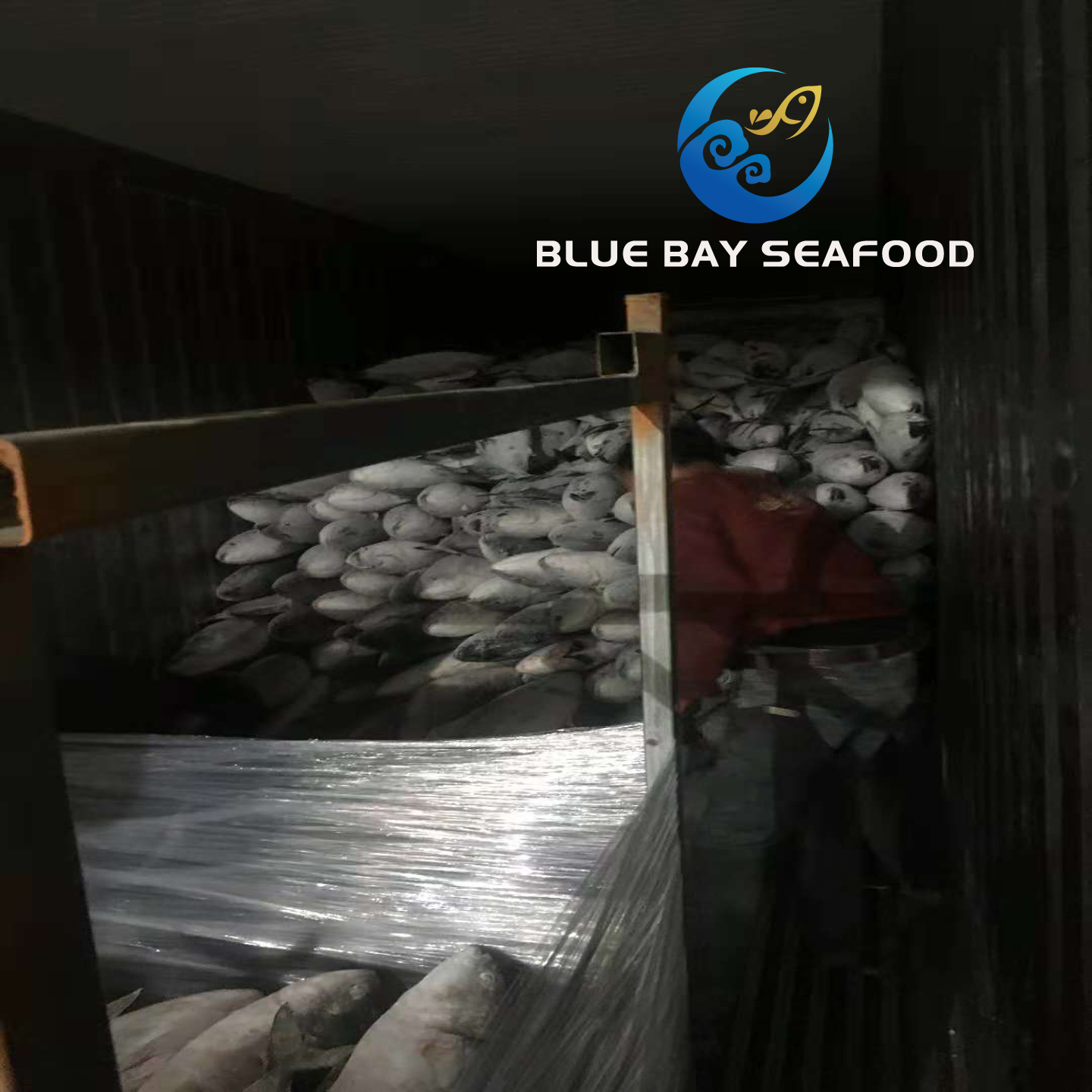 Frozen Yellow Tail Seriola Quinqueradiata/Seriola Lalandi Fish Importers in Africa Fish