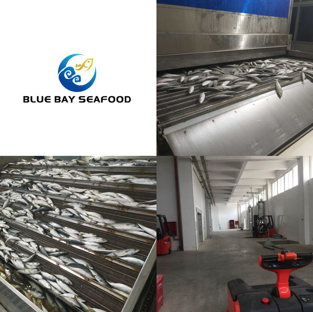 Big Size Bqf Fish Bait Frozen Pacific Mackerel for Sale