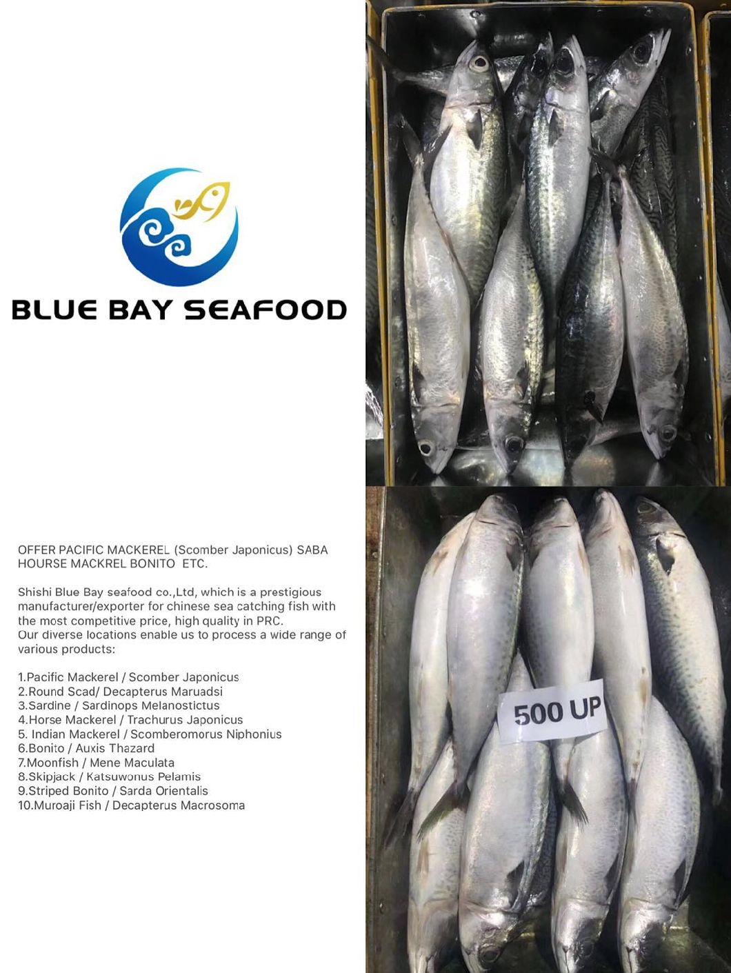 Big Size Bqf Fish Bait Frozen Pacific Mackerel for Sale