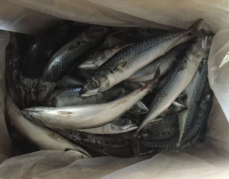 Big Size Bqf Fish Bait Frozen Pacific Mackerel for Sale,China price