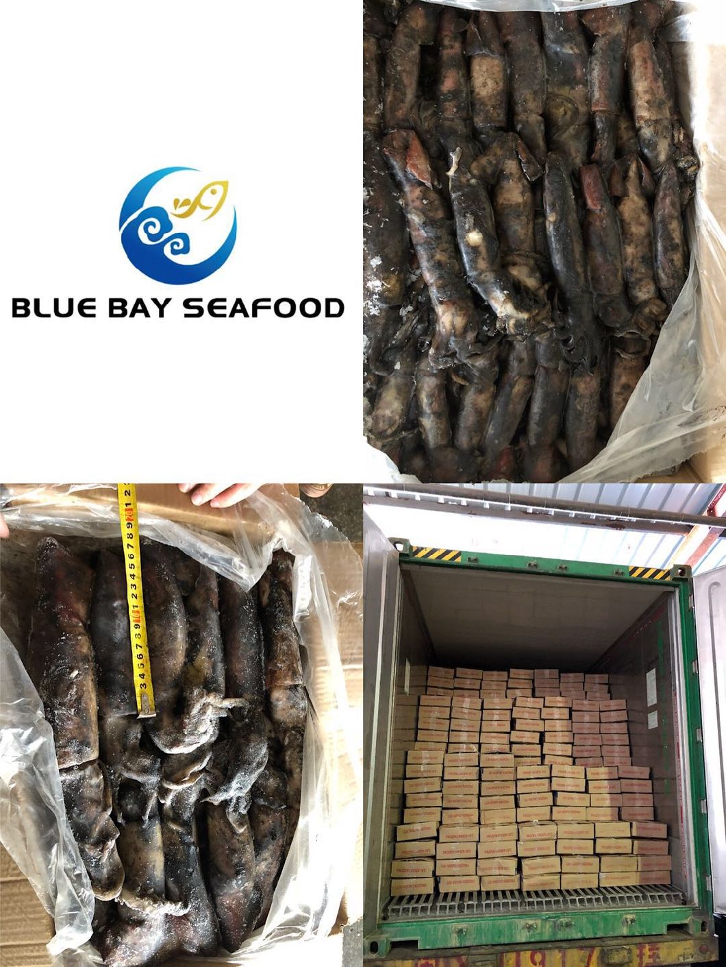 Black Squid 70-150g Frozen Squid for Tuna Bait
