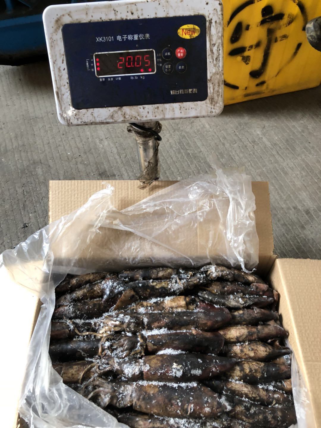 Black Squid 70-150g Frozen Squid for Tuna Bait,China price supplier
