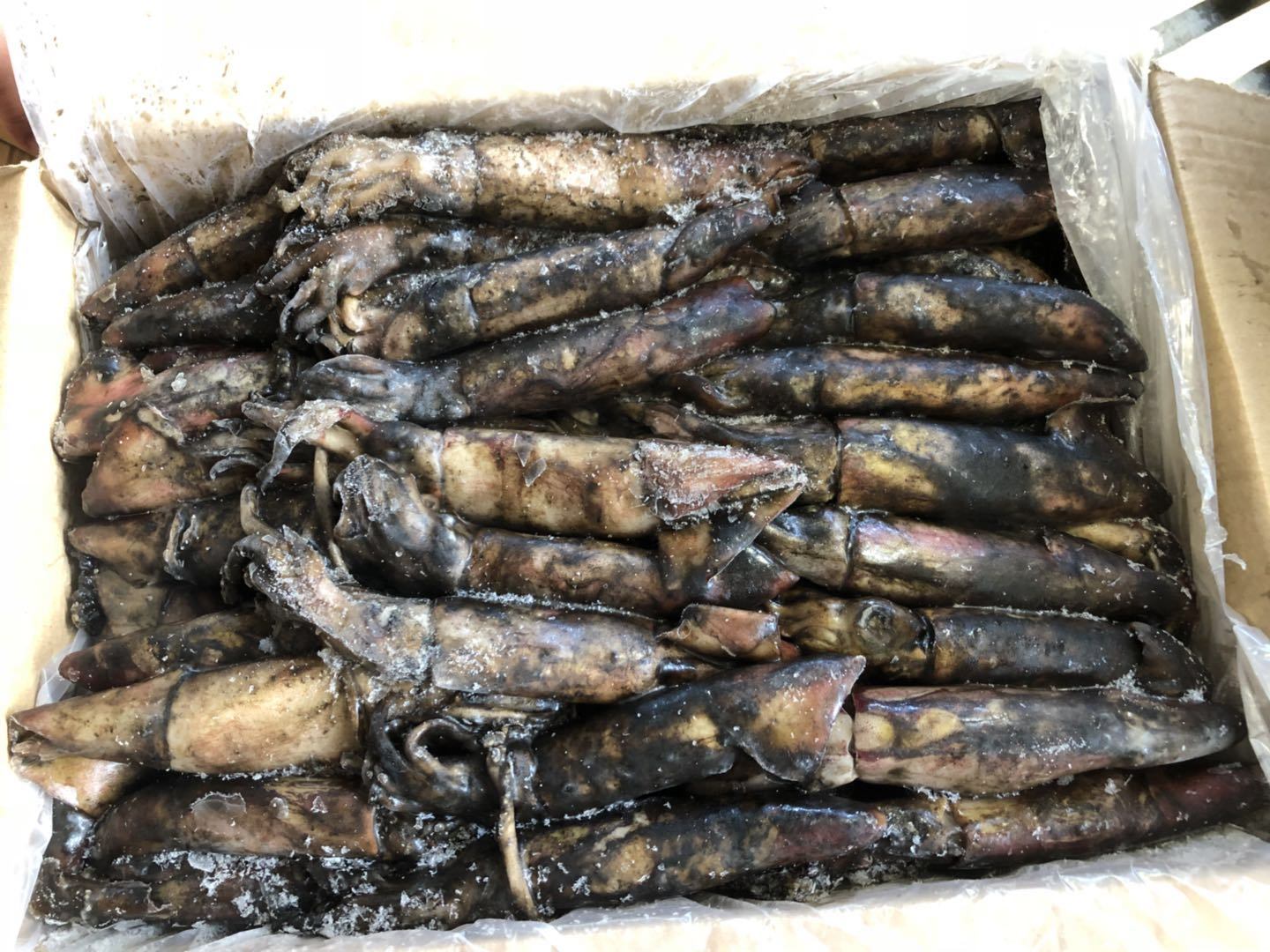 Black Squid 70-150g Frozen Squid for Tuna Bait