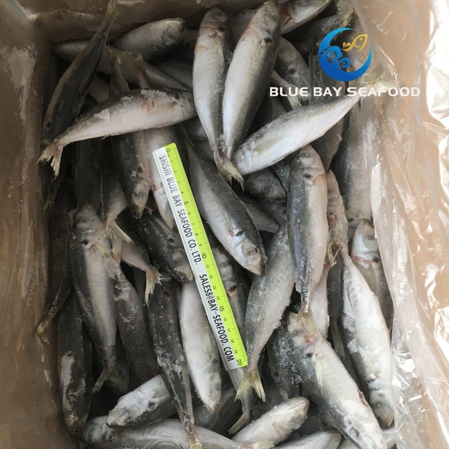 IQF High Quality Frozen Round Scad Decapterus Maruadsi/Trachurus Japonicus Horse Mackerel