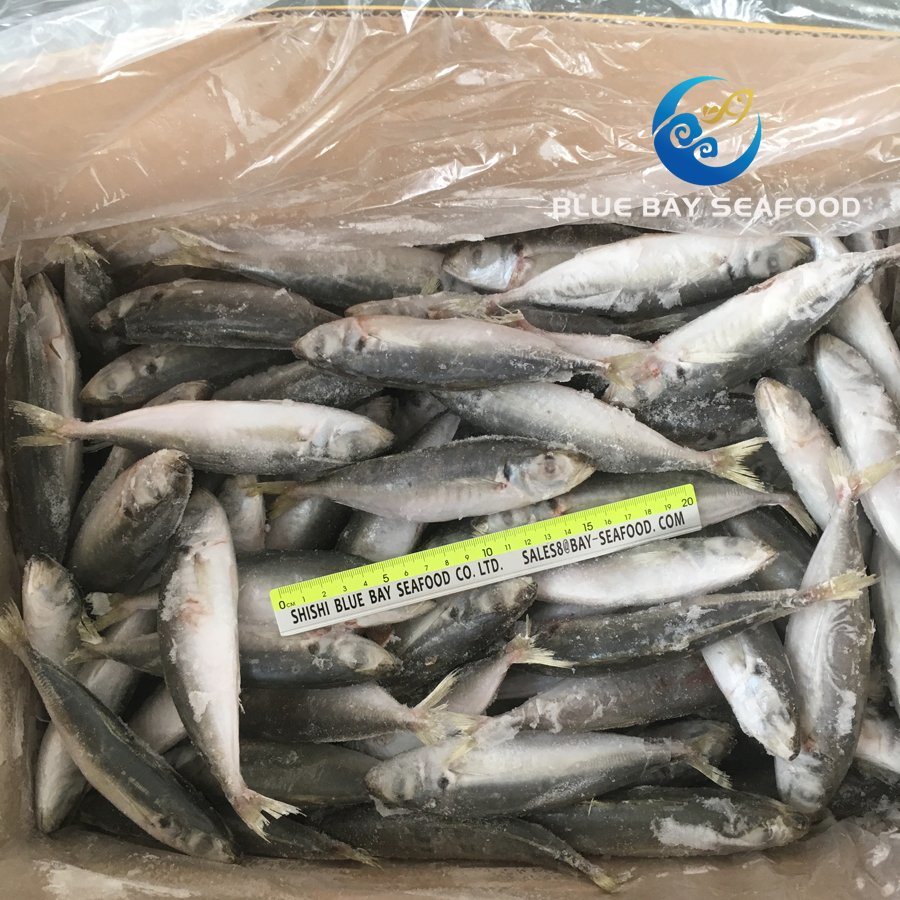 IQF High Quality Frozen Round Scad Decapterus Maruadsi/Trachurus Japonicus Horse Mackerel