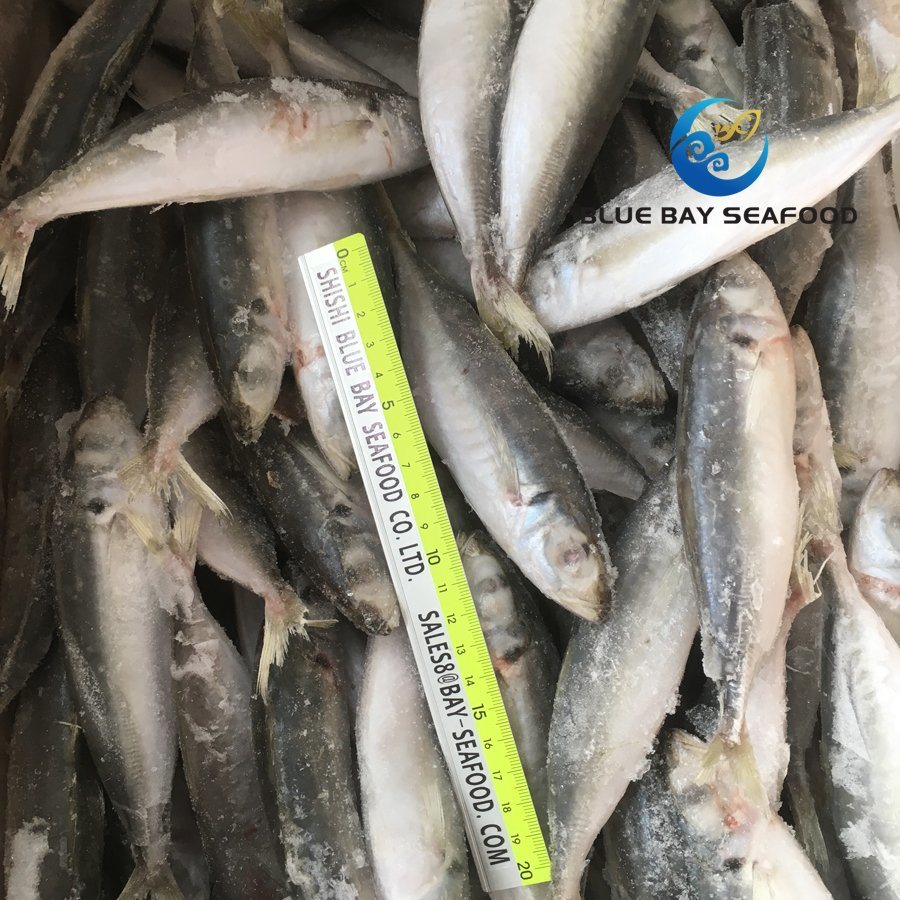 IQF High Quality Frozen Round Scad Decapterus Maruadsi/Trachurus Japonicus Horse Mackerel