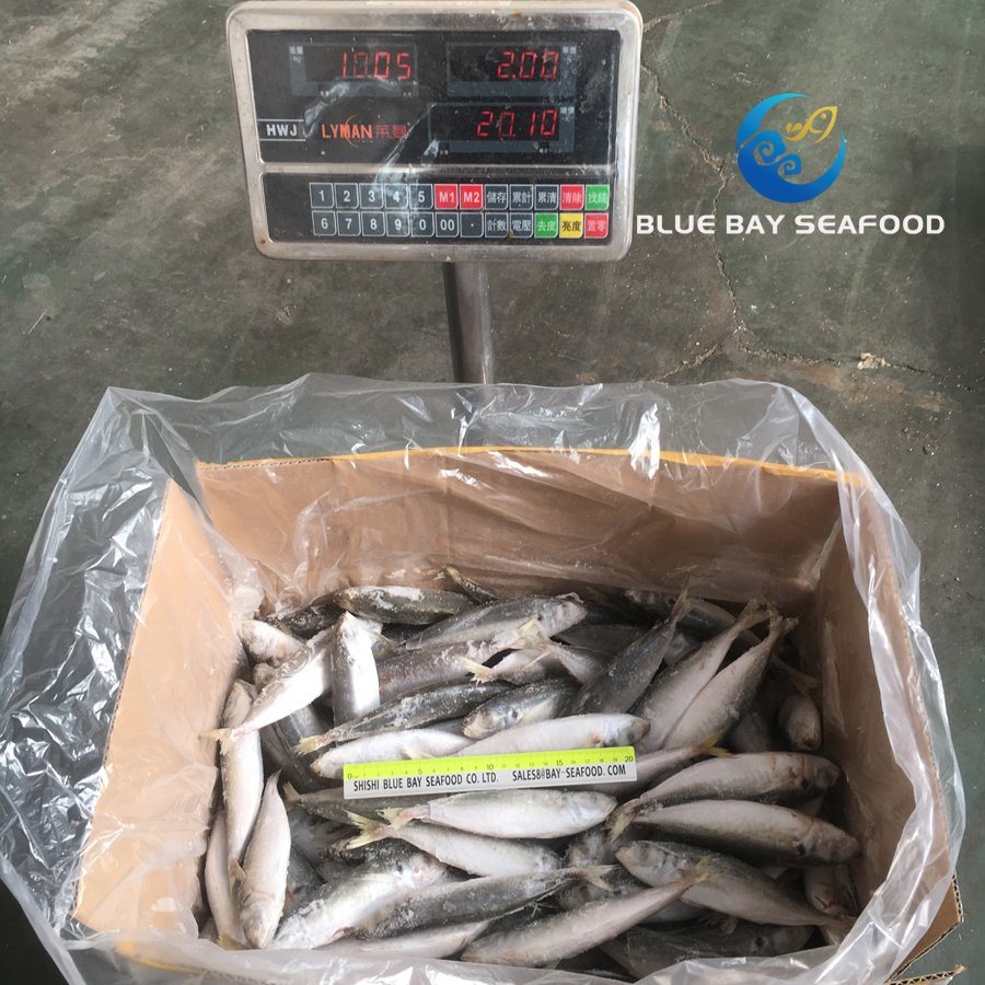 IQF High Quality Frozen Round Scad Decapterus Maruadsi/Trachurus Japonicus Horse Mackerel