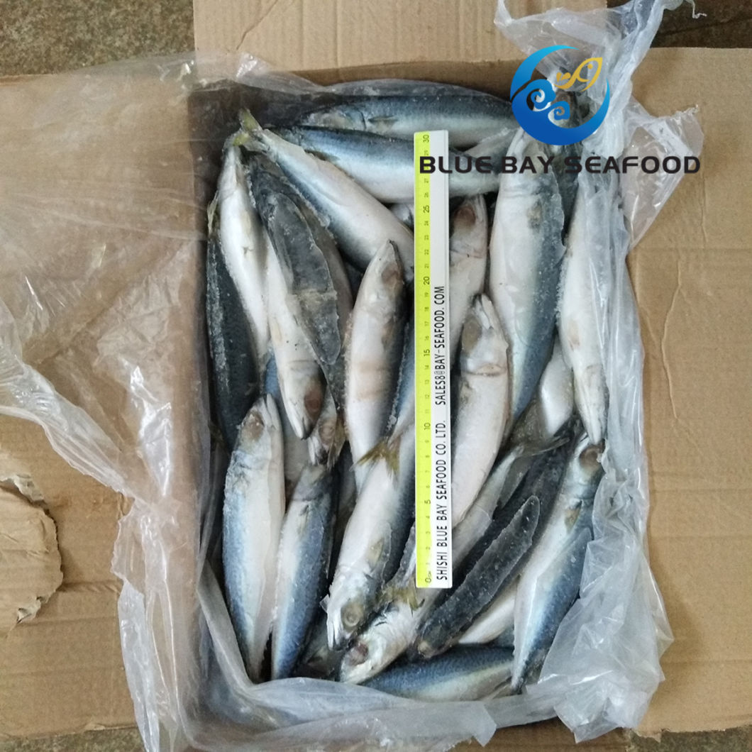 New Arrival Top Quality Frozen Fish Good Price Pacific Mackerel Seafood