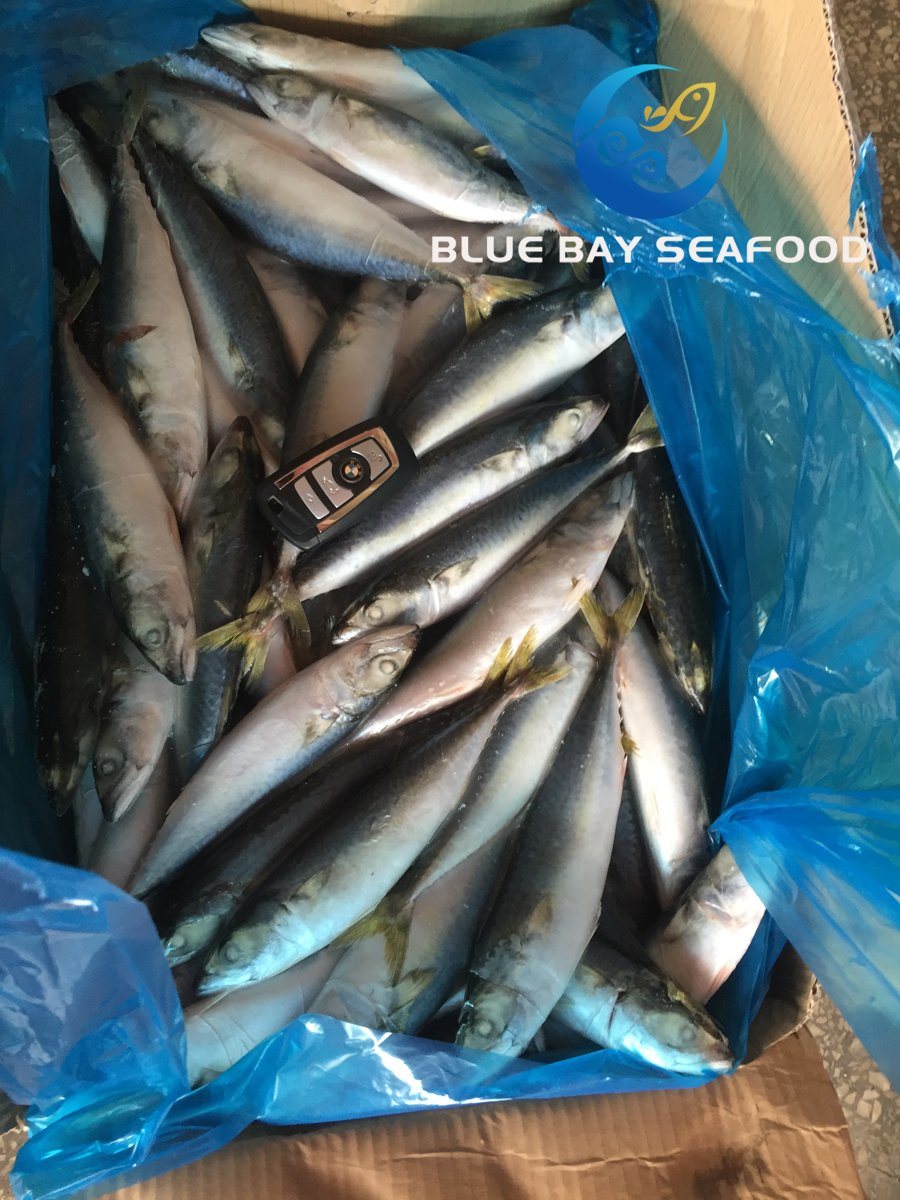 Frozen Pacific Mackerel Yellow Tail Fish 100-120g Mackerel On Sale With ...