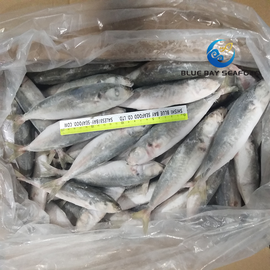 Size 6-8 PCS/Kg New Light Catching Frozen Round Scad Fish Food Decapterus Maruadsi