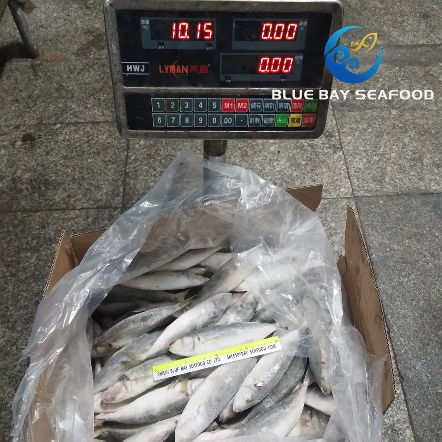 Size 6-8 PCS/Kg New Light Catching Frozen Round Scad Fish Food Decapterus Maruadsi
