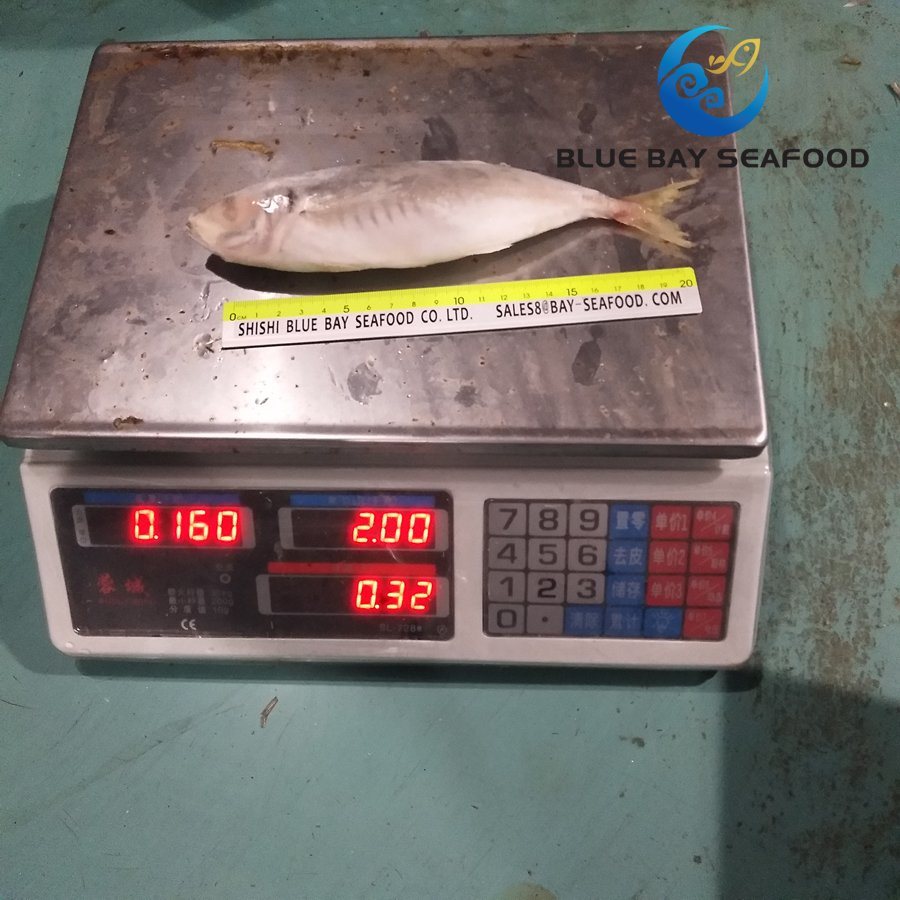 Size 6-8 PCS/Kg New Light Catching Frozen Round Scad Fish Food Decapterus Maruadsi
