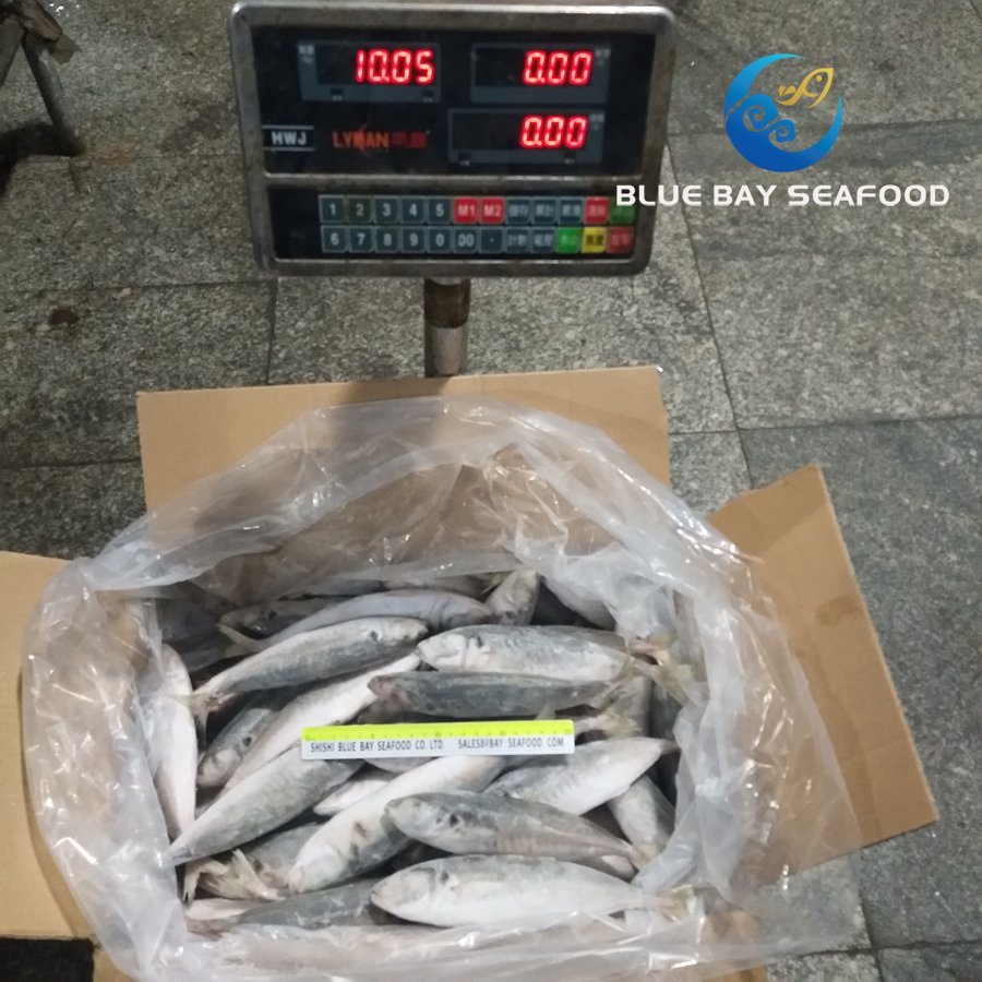 Size 6-8 PCS/Kg New Light Catching Frozen Round Scad Fish Food Decapterus Maruadsi