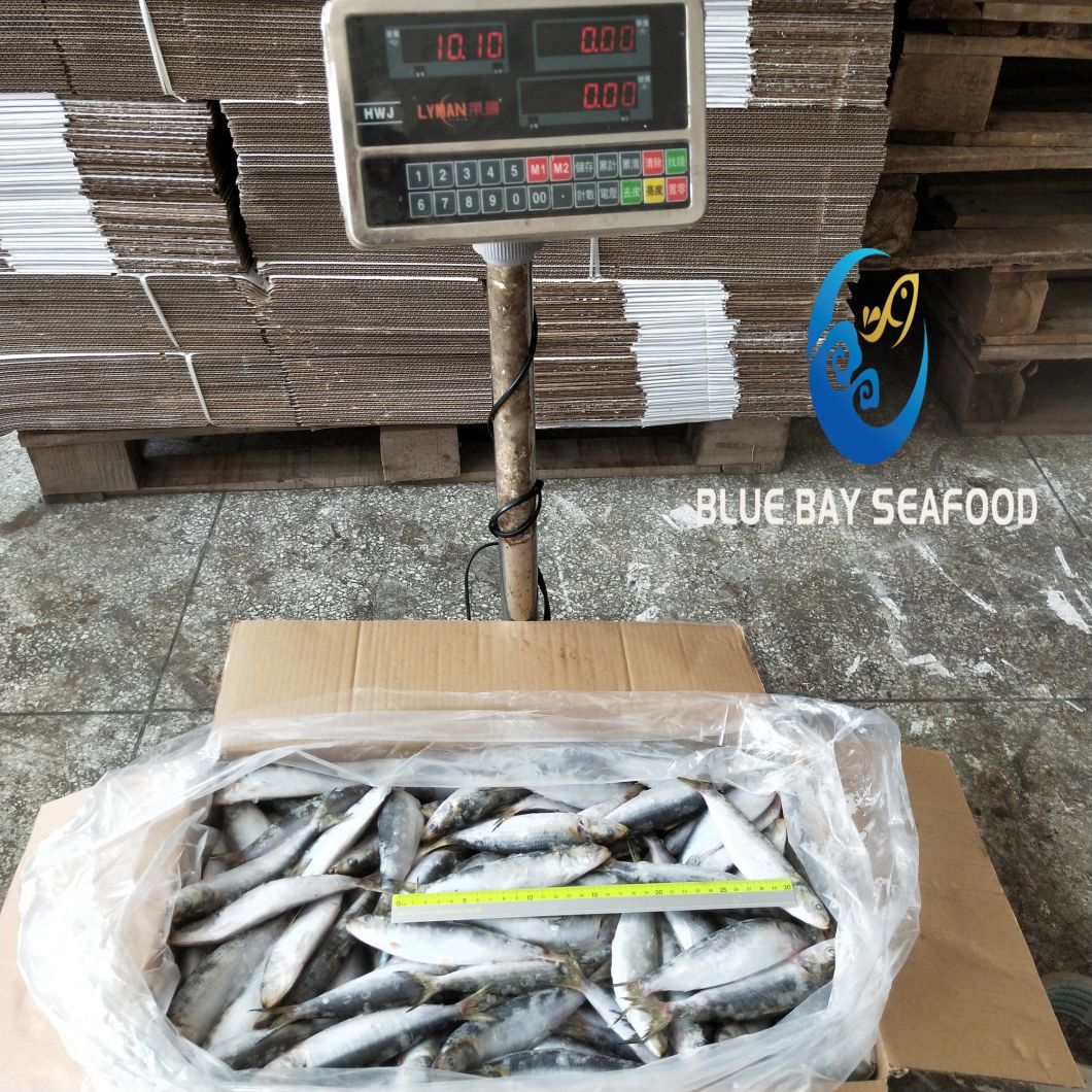 Frozen Sardine Fish for Bait Size 120-140 PCS/Carton with Cheap Price