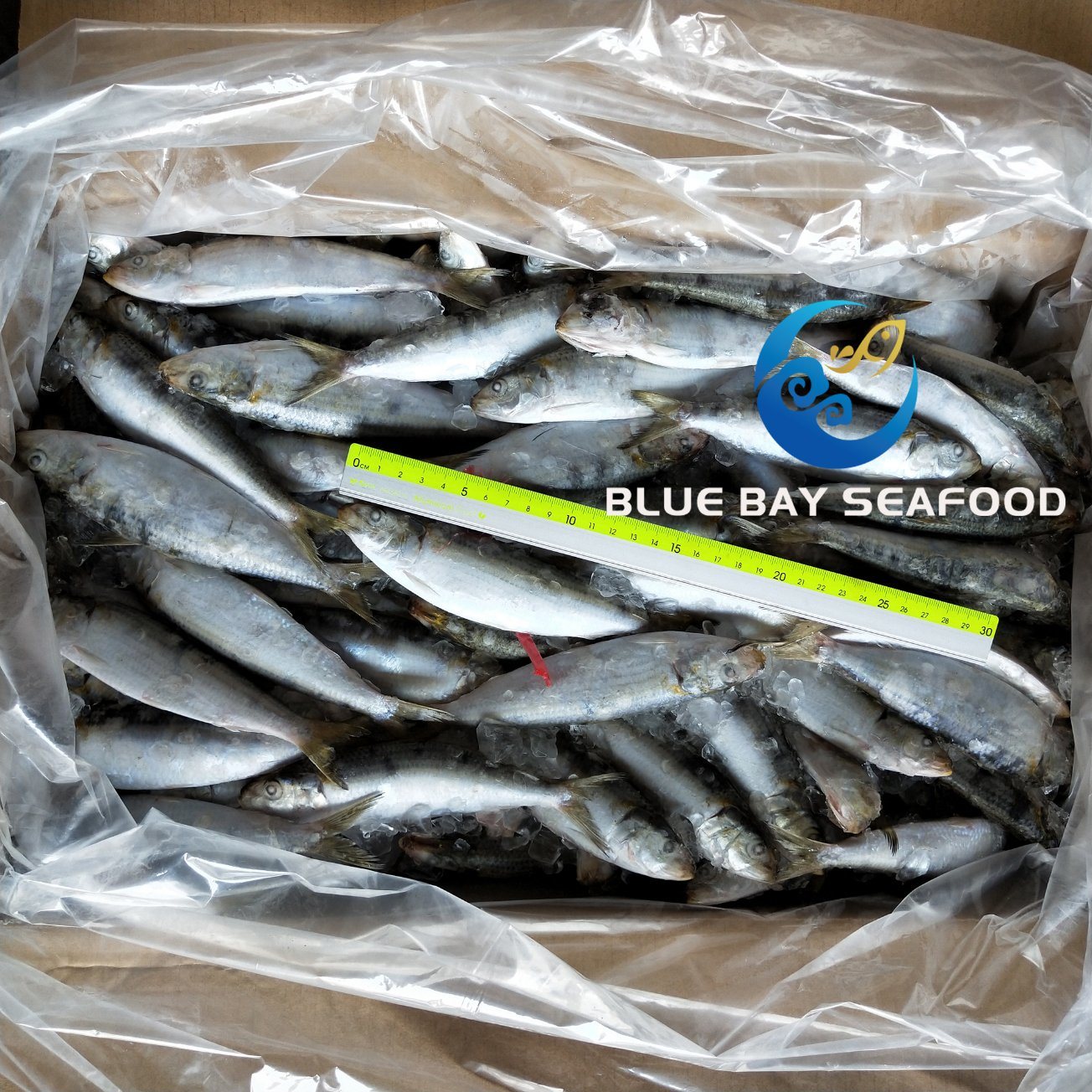 Frozen Sardine Fish for Bait Size 120-140 PCS/Carton with Cheap Price
