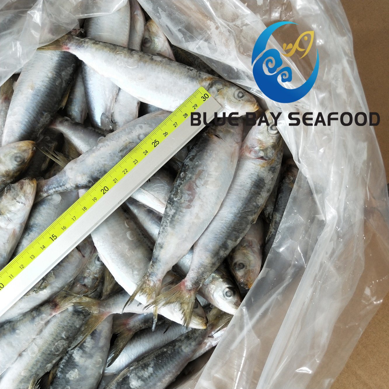 Frozen Sardine Fish for Bait Size 120-140 PCS/Carton with Cheap Price