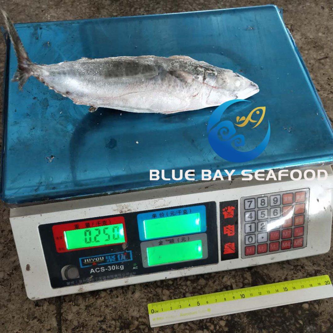 Seafrozen Hgt Frozen Fresh Fish Pacific Mackerel for Sale Sea Food