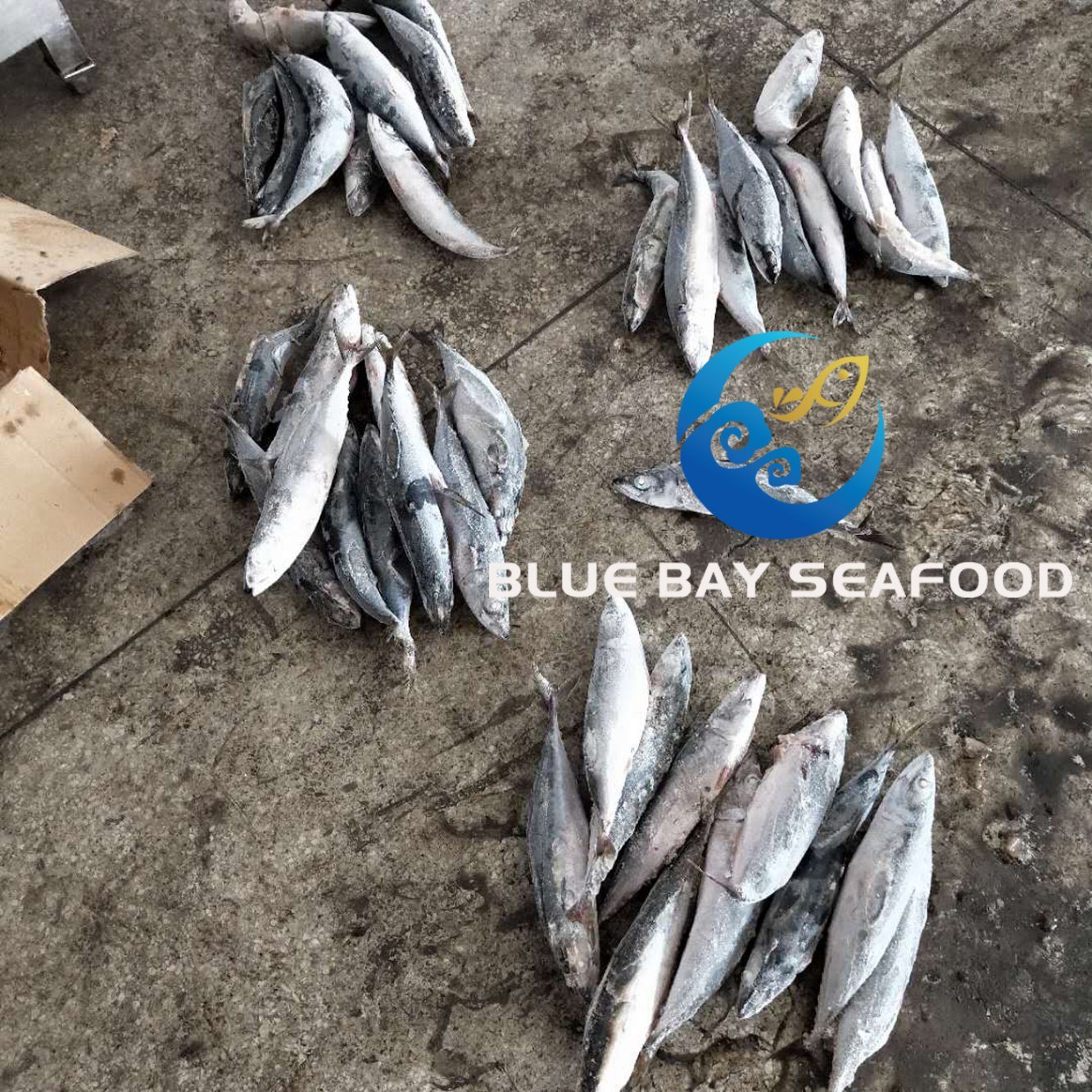 Seafrozen Hgt Frozen Fresh Fish Pacific Mackerel for Sale Sea Food