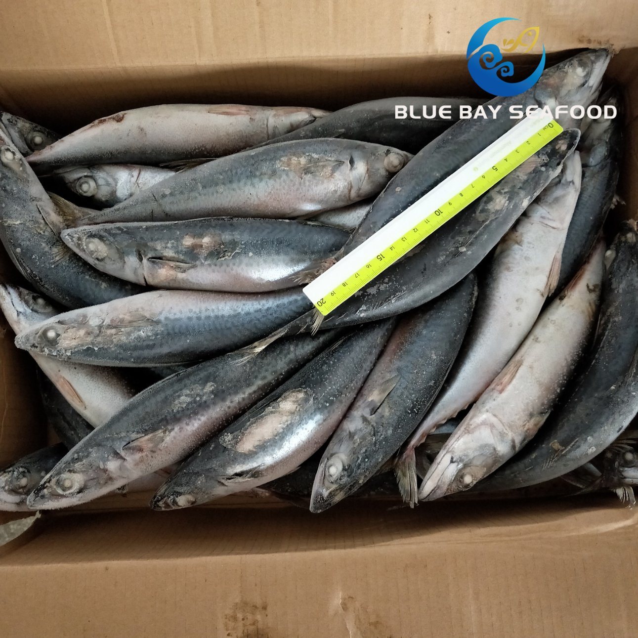 Seafrozen Hgt Frozen Fresh Fish Pacific Mackerel for Sale Sea Food