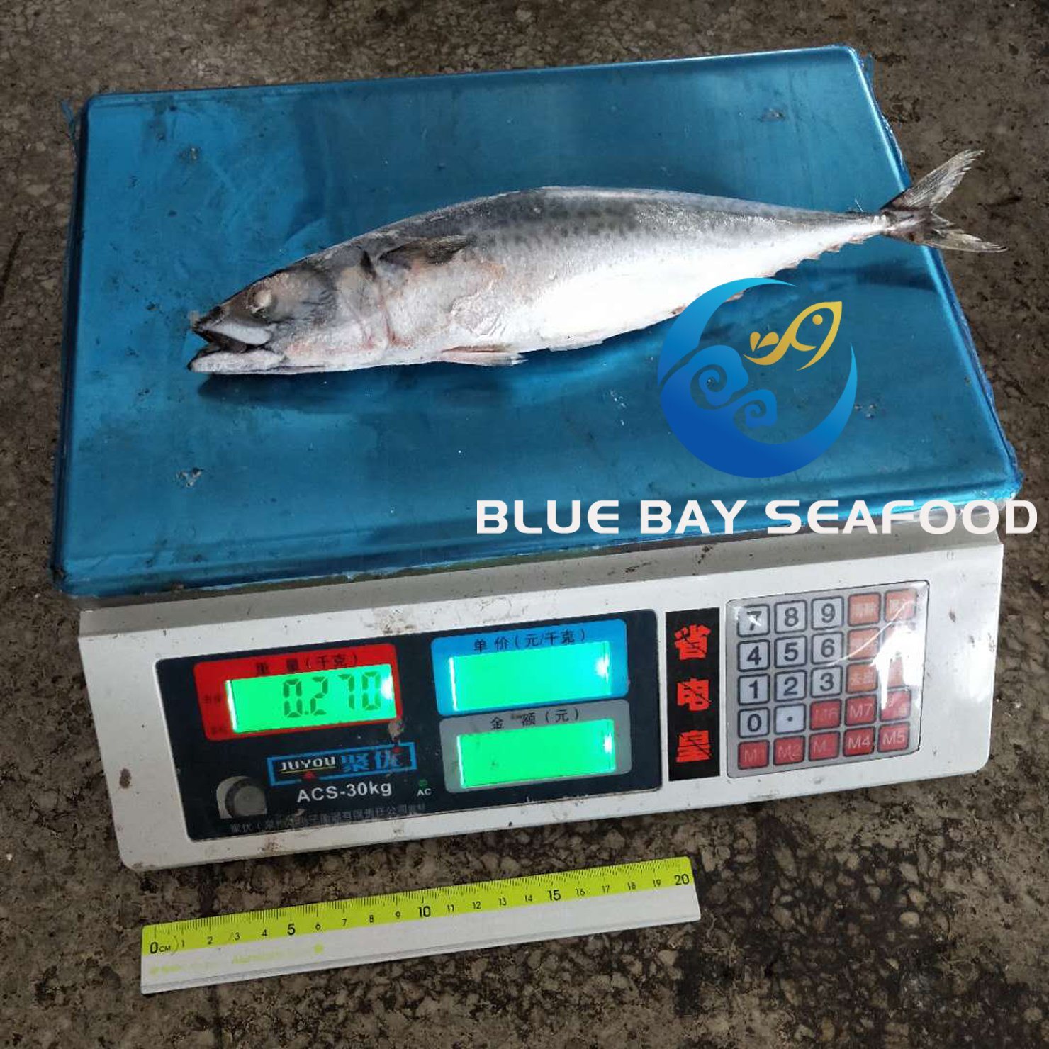 Seafrozen Hgt Frozen Fresh Fish Pacific Mackerel for Sale Sea Food