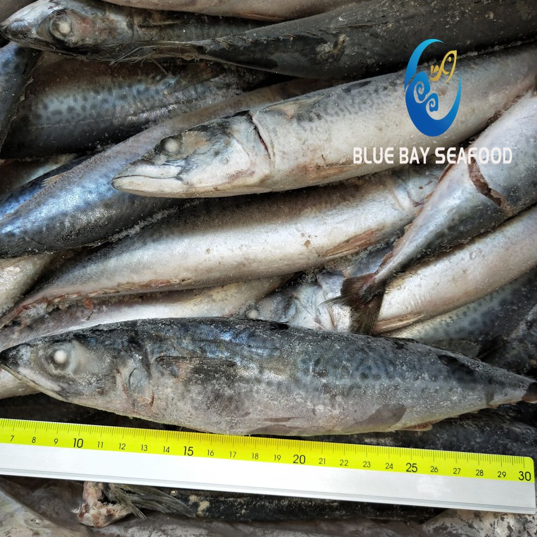 Ready Stock Frozen Pacific Mackerel with 150-200g Frozen Fish for Human and Bait