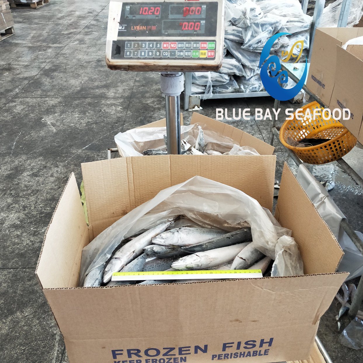 Ready Stock Frozen Pacific Mackerel with 150-200g Frozen Fish for Human and Bait