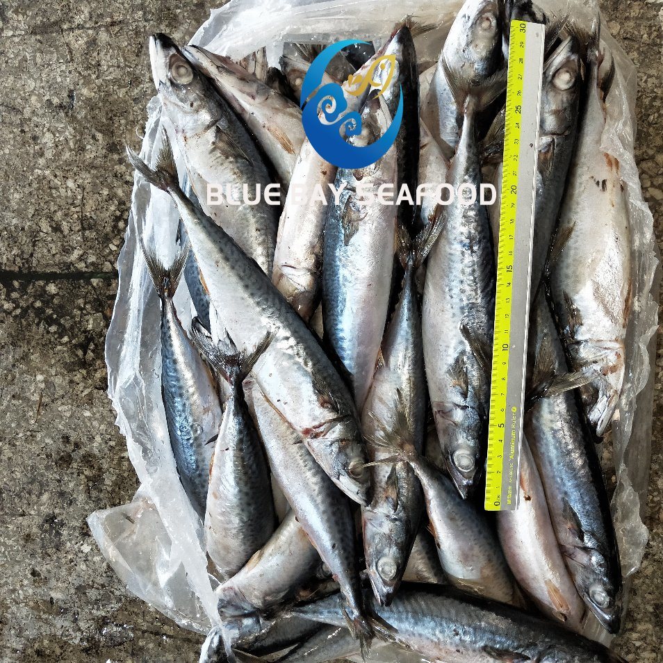 Ready Stock Frozen Pacific Mackerel with 150-200g Frozen Fish for Human and Bait