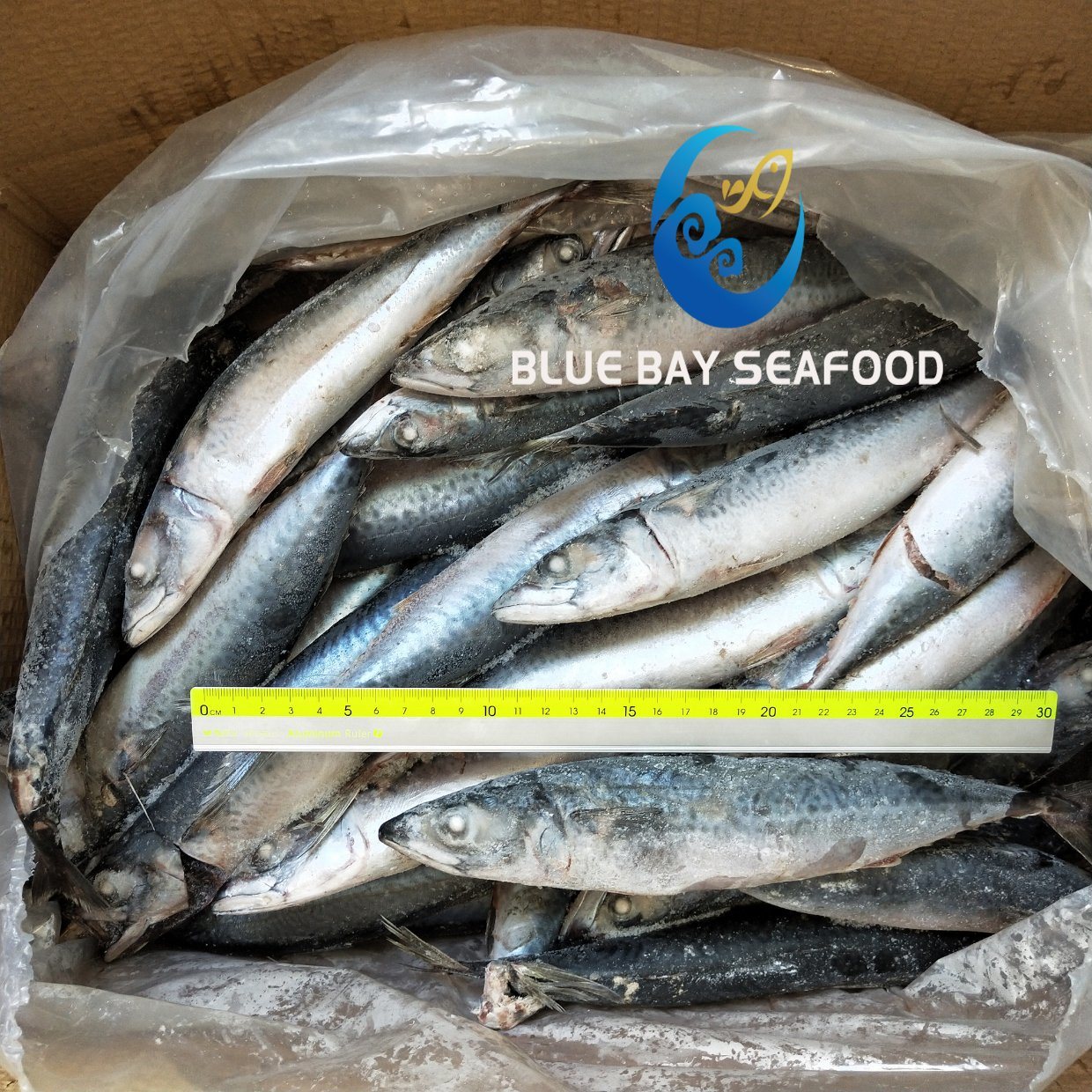 Ready Stock Frozen Pacific Mackerel with 150-200g Frozen Fish for Human and Bait