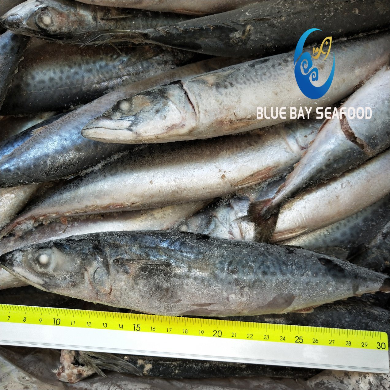 Ready Stock Frozen Pacific Mackerel with 150-200g Frozen Fish for Human and Bait