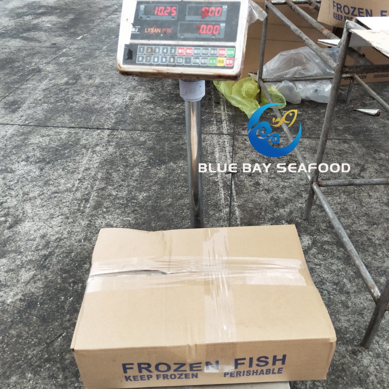 Ready Stock Frozen Pacific Mackerel with 150-200g Frozen Fish for Human and Bait