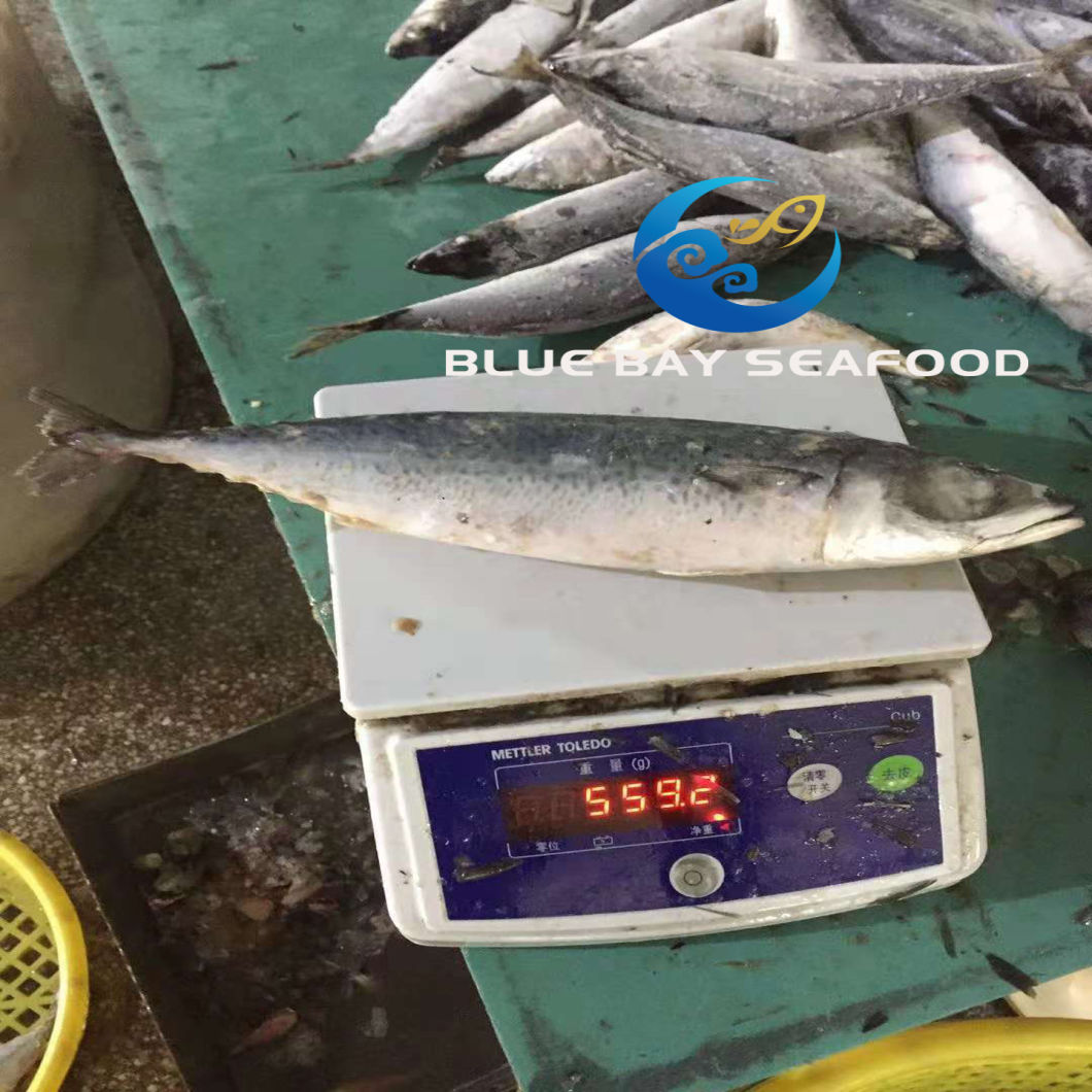 Big Size Mackerel, Frozen Pacific Mackerel Fish with 500g up Per Piece