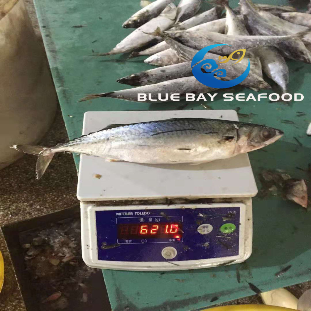 Big Size Mackerel, Frozen Pacific Mackerel Fish with 500g up Per Piece