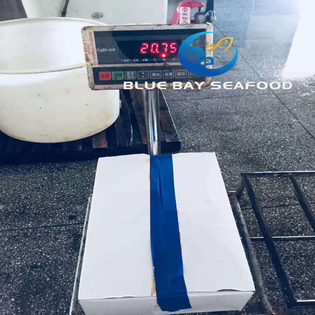 Big Size Mackerel, Frozen Pacific Mackerel Fish with 500g up Per Piece