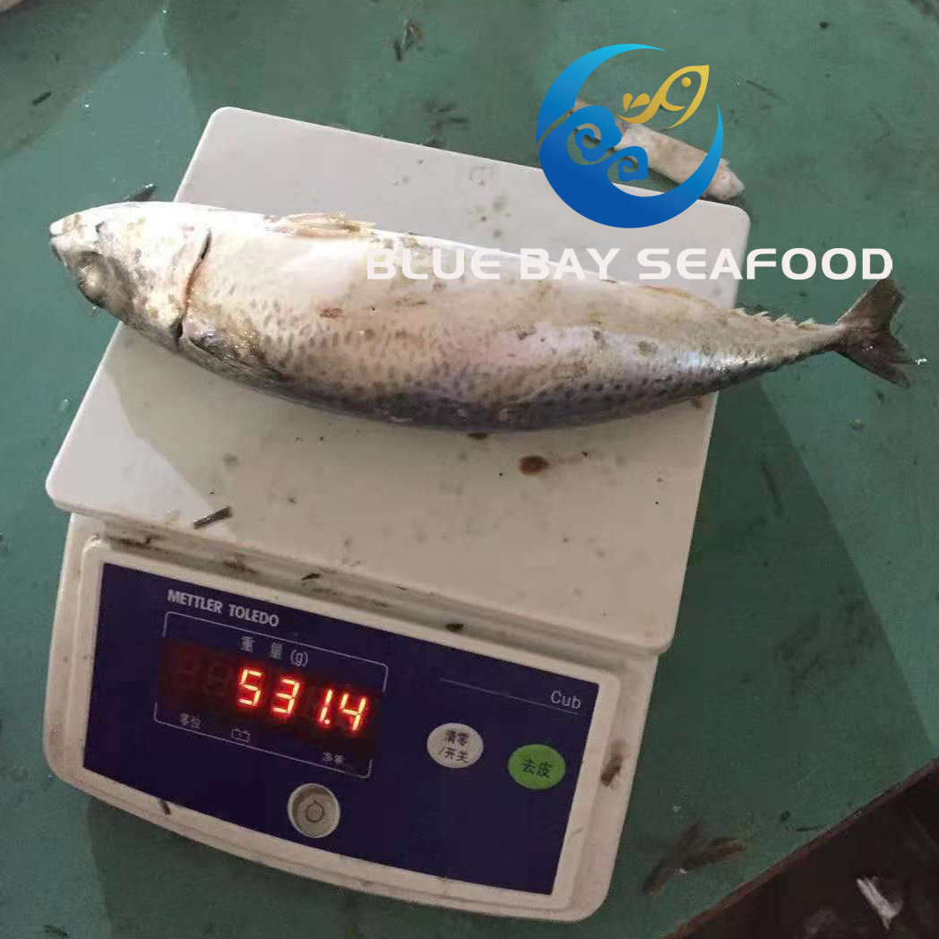 Big Size Mackerel, Frozen Pacific Mackerel Fish with 500g up Per Piece