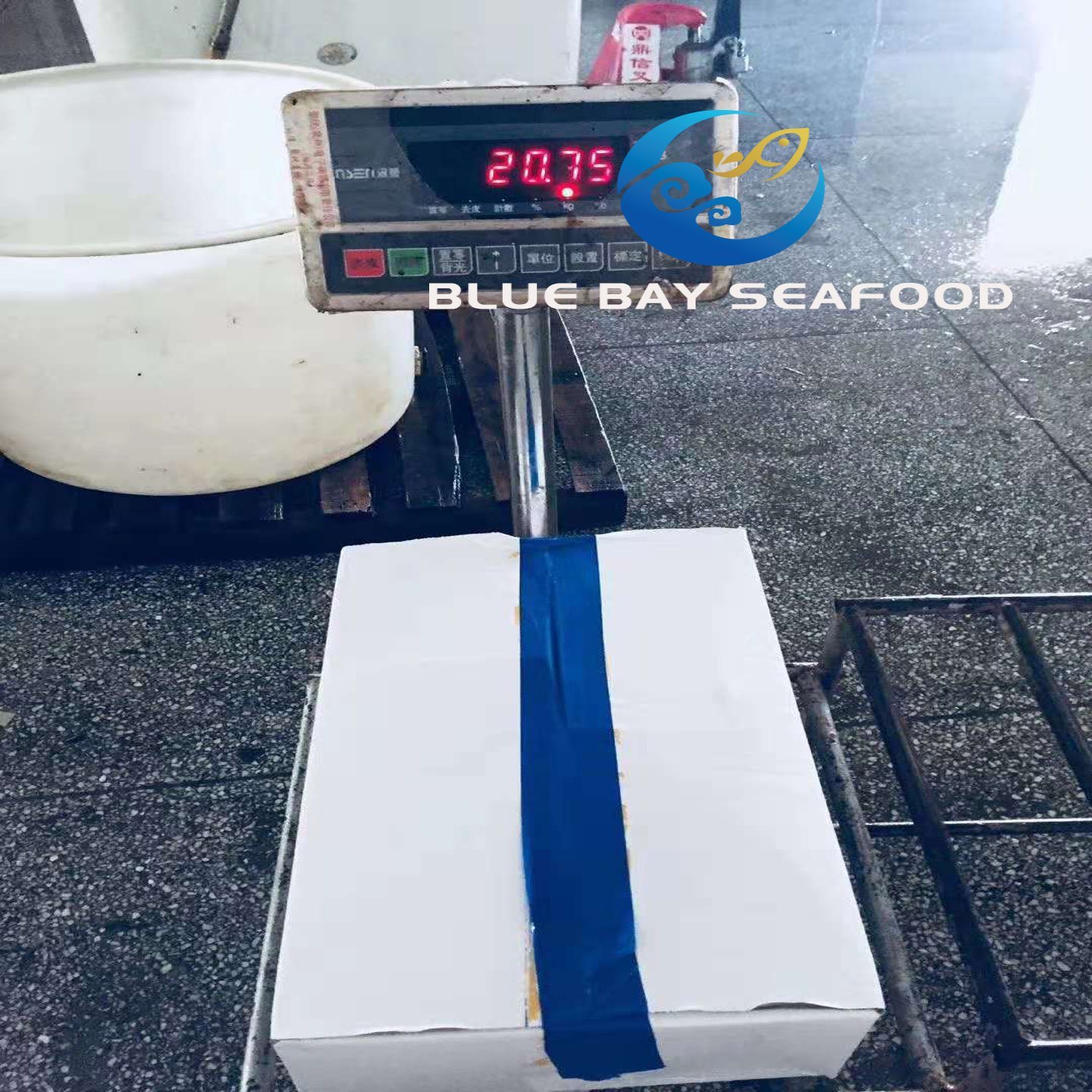 Big Size Mackerel, Frozen Pacific Mackerel Fish with 500g up Per Piece