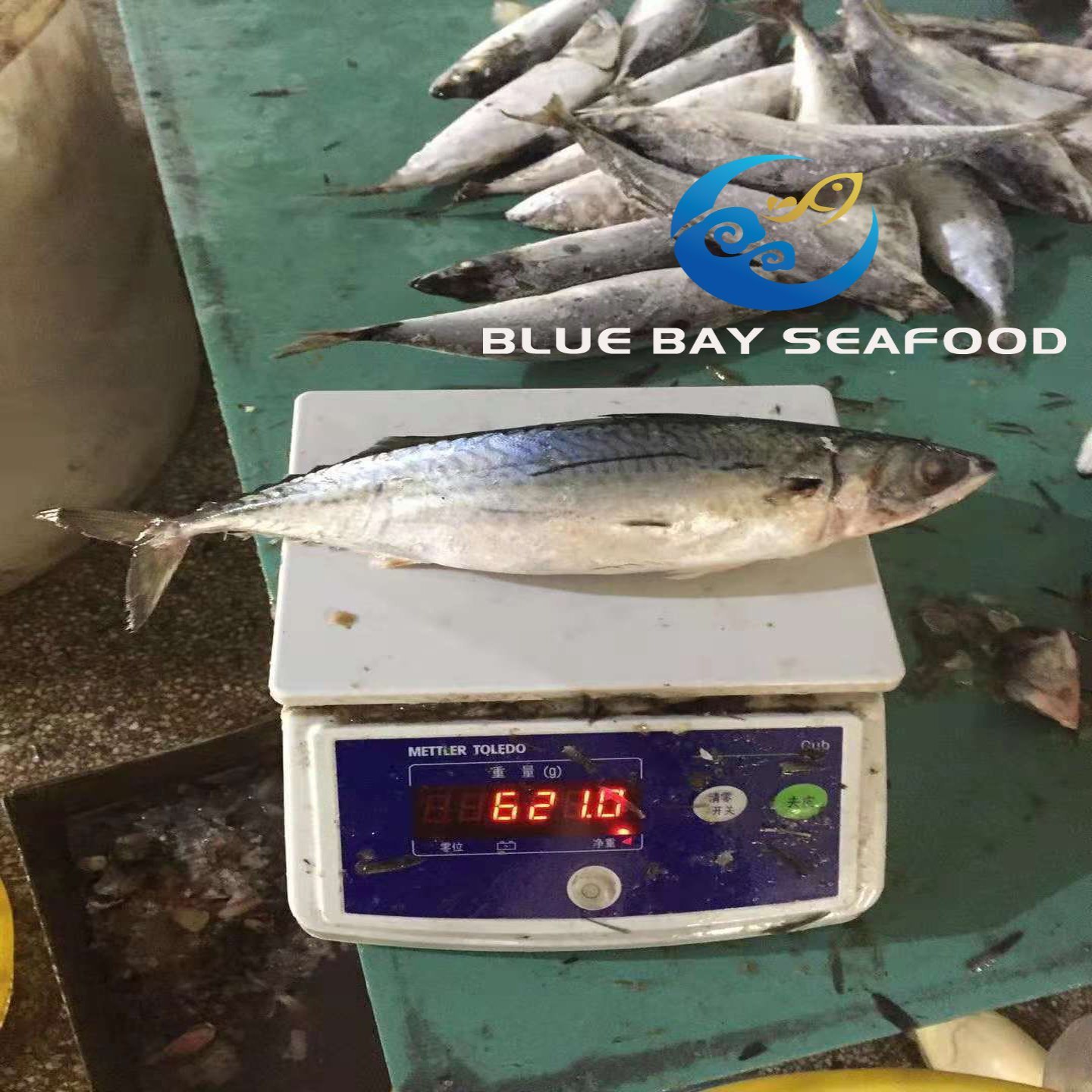 Big Size Mackerel, Frozen Pacific Mackerel Fish with 500g up Per Piece