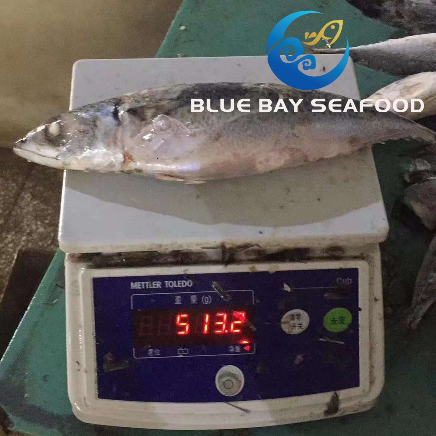 Big Size Mackerel, Frozen Pacific Mackerel Fish with 500g up Per Piece