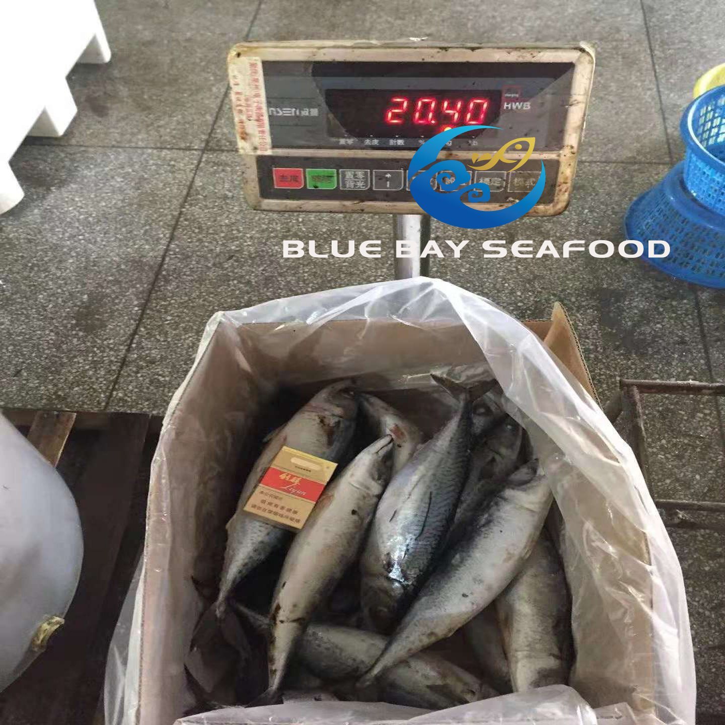 Big Size Mackerel, Frozen Pacific Mackerel Fish with 500g up Per Piece