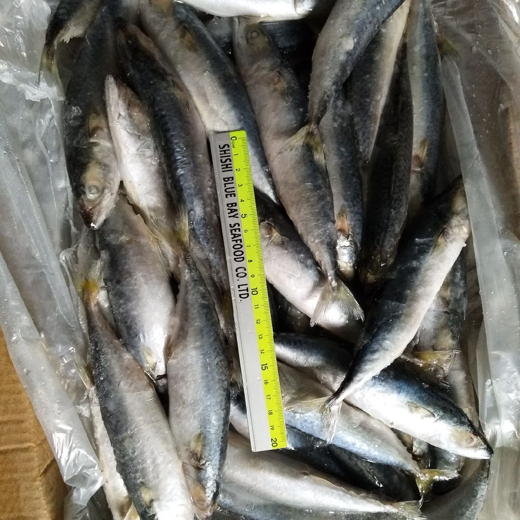IQF Freezing Process and Fish Product Type Frozen Mackerel Pacific Fish for Malaysia Market