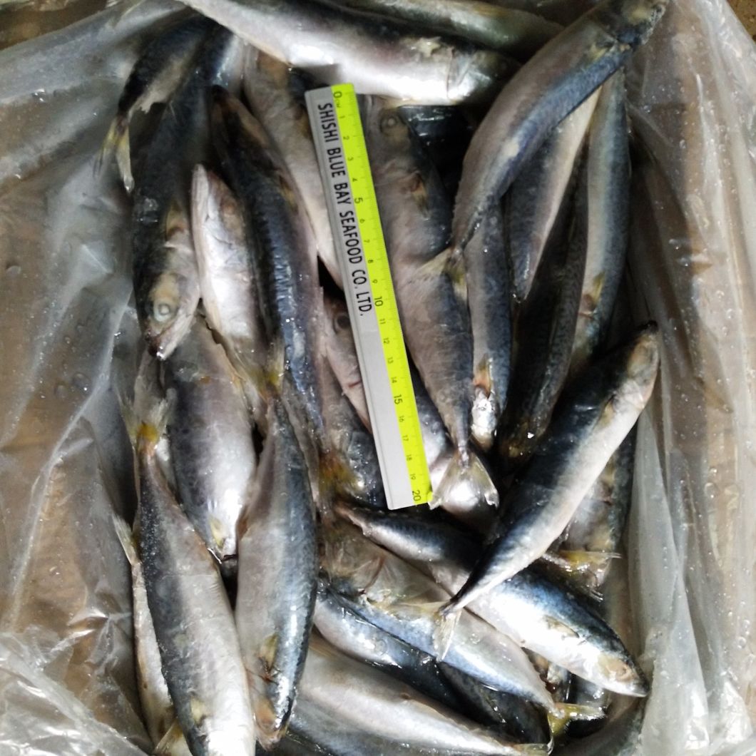 IQF Freezing Process and Fish Product Type Frozen Mackerel Pacific Fish for Malaysia Market