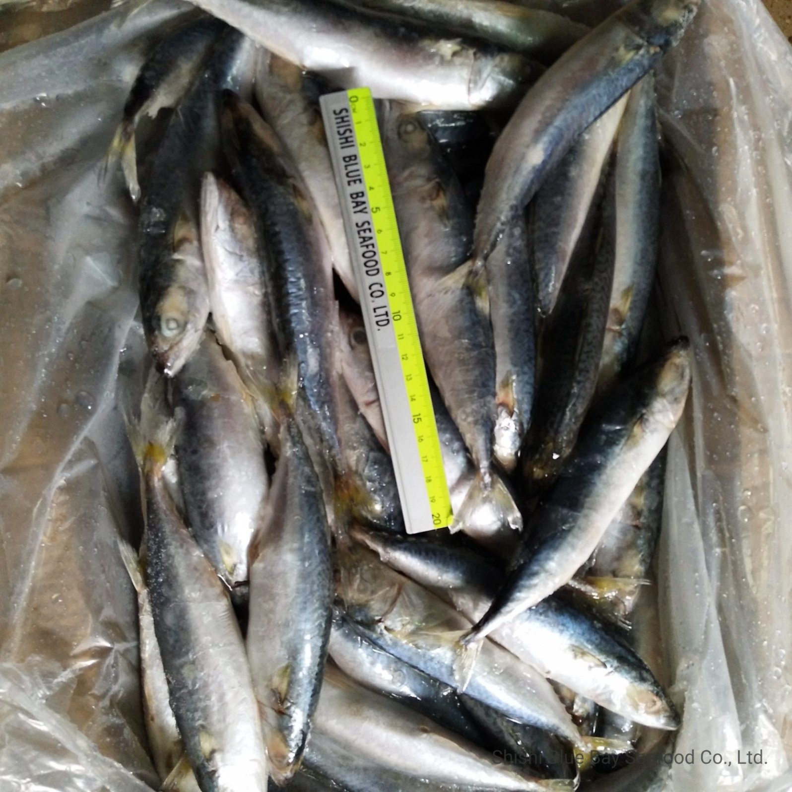 IQF Freezing Process and Fish Product Type Frozen Mackerel Pacific Fish for Malaysia Market