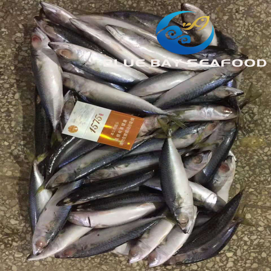 B Class Quality Low Price Land Frozen Pacific Mackerel for Canning for Thailand Market