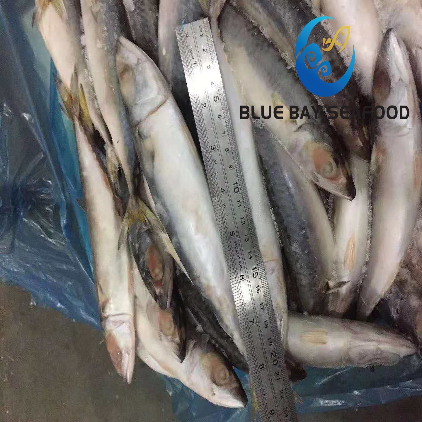 B Class Quality Low Price Land Frozen Pacific Mackerel for Canning for Thailand Market