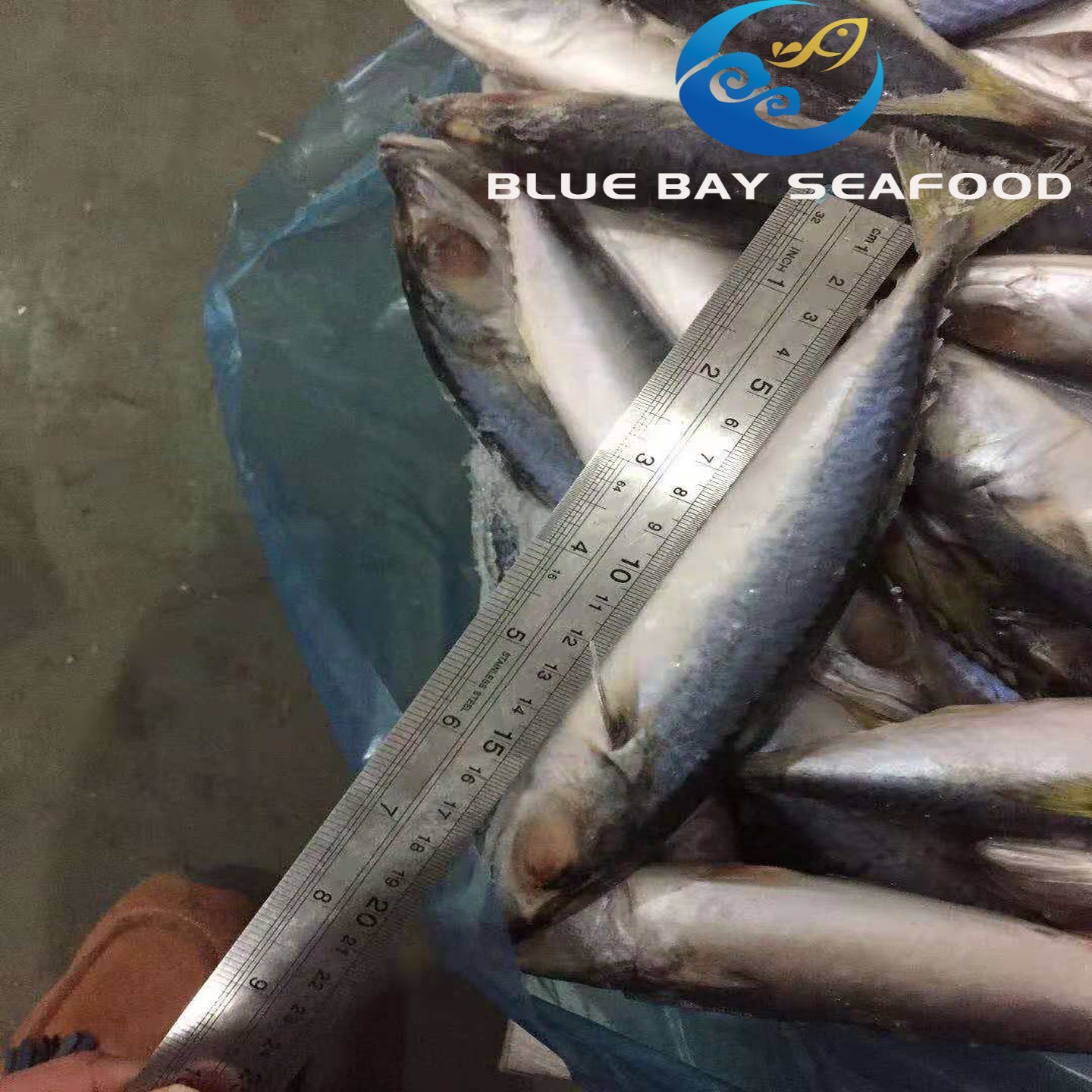 B Class Quality Low Price Land Frozen Pacific Mackerel for Canning for Thailand Market